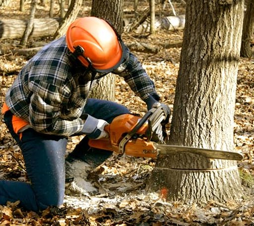 Tree Removal in Hawk Run, PA